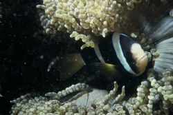 Anemonefish, Maldives, taken with Nikonos V 
The fish an... by Erich Tagwerker 